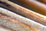 Conocybe apala image