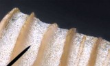 Conocybe apala image