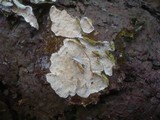 Skeletocutis carneogrisea image