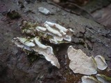 Skeletocutis carneogrisea image