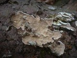 Skeletocutis carneogrisea image