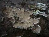 Skeletocutis carneogrisea image