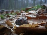 Xylaria carpophila image