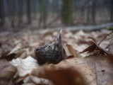 Xylaria carpophila image