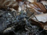 Xylaria carpophila image