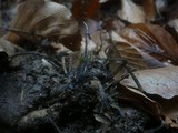 Xylaria carpophila image