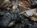 Xylaria carpophila image