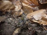 Xylaria carpophila image