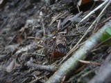 Xylaria carpophila image