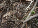 Xylaria carpophila image