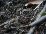 Xylaria carpophila image