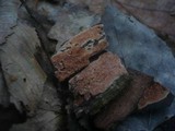 Ceriporia purpurea image