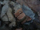 Ceriporia purpurea image