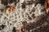 Ceriporia reticulata image