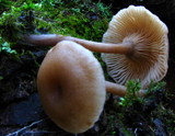 Pseudoarmillariella ectypoides image