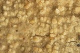 Hyphodontia subalutacea image