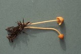 Conocybe tenera image