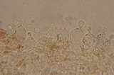 Conocybe tenera image