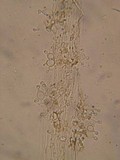 Conocybe tenera image