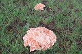 Laetiporus cincinnatus image