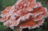 Laetiporus cincinnatus image