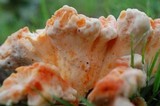 Laetiporus cincinnatus image