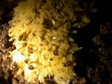 Arcyria obvelata image