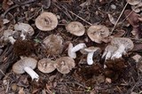 Tricholoma moseri image