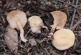 Clitocybe albirhiza image