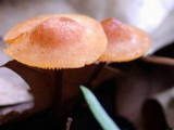 Xeromphalina tenuipes image