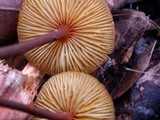 Xeromphalina tenuipes image
