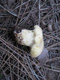 Cantharocybe gruberi image