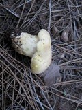 Cantharocybe gruberi image