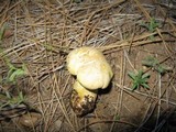 Cantharocybe gruberi image