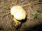 Cantharocybe gruberi image