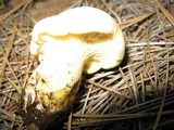 Cantharocybe gruberi image