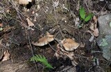 Megacollybia rodmani image