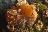 Neottiella albocincta image