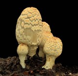 Coprinopsis variegata image