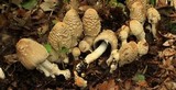 Coprinopsis variegata image