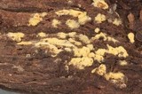 Botryobasidium conspersum image