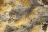 Botryobasidium conspersum image
