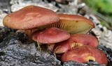 Gymnopilus aeruginosus image