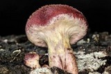 Gymnopilus aeruginosus image