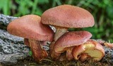 Gymnopilus aeruginosus image