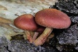 Gymnopilus aeruginosus image