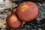 Gymnopilus aeruginosus image