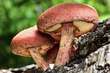 Gymnopilus aeruginosus image