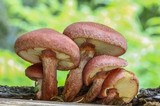 Gymnopilus aeruginosus image