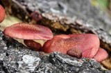Gymnopilus aeruginosus image
